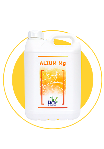 ALIUM Mg 5L 345x495